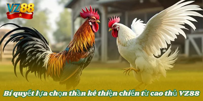Đá gà VZ88 - Theo dõi những cuộc chiến chọi kê kịch tính 5 Bí quyết lựa chọn thần kê thiện chiến từ cao thủ VZ88