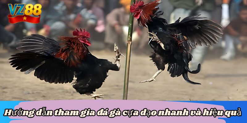 Hướng dẫn tham gia đá gà cựa dạo nhanh và hiệu quả