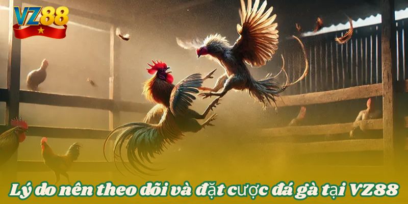 Đá gà VZ88 - Theo dõi những cuộc chiến chọi kê kịch tính 4 Lý do nên theo dõi và đặt cược đá gà tại VZ88