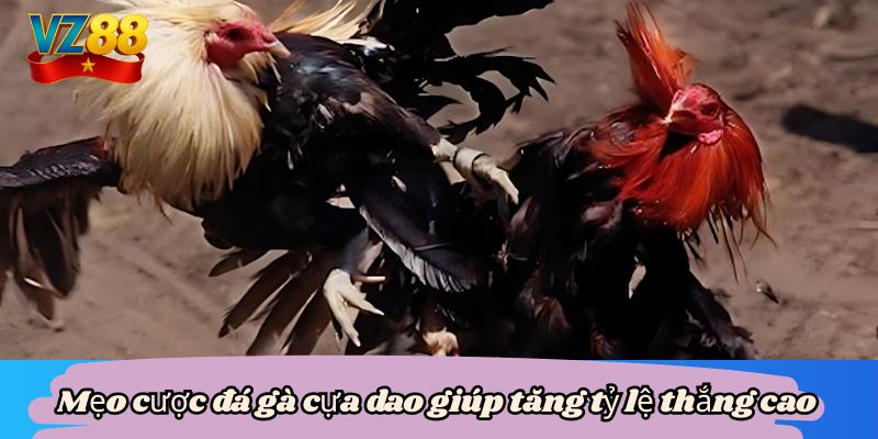 Mẹo cược đá gà cựa dao giúp tăng tỷ lệ thắng cao