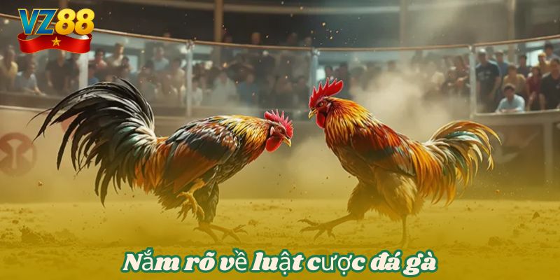Đá gà VZ88 - Theo dõi những cuộc chiến chọi kê kịch tính 3 Nắm rõ về luật cược đá gà