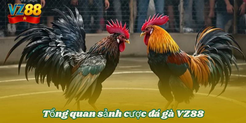 Đá gà VZ88 - Theo dõi những cuộc chiến chọi kê kịch tính 2 Tổng quan sảnh cược đá gà VZ88