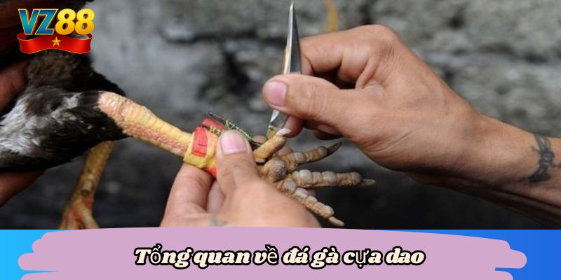 Tổng quan về đá gà cựa dao